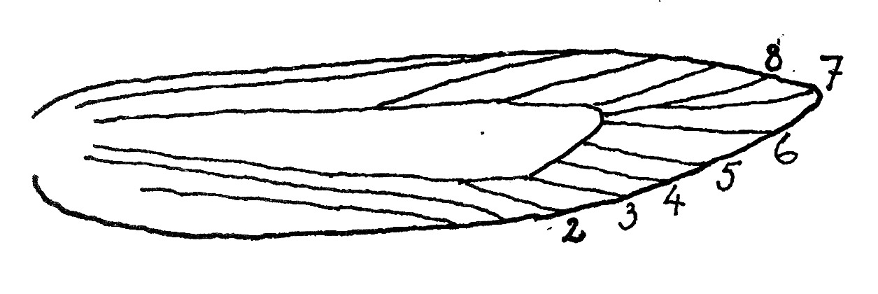 Forewing with venation of Mompha spec. (Momphidae).